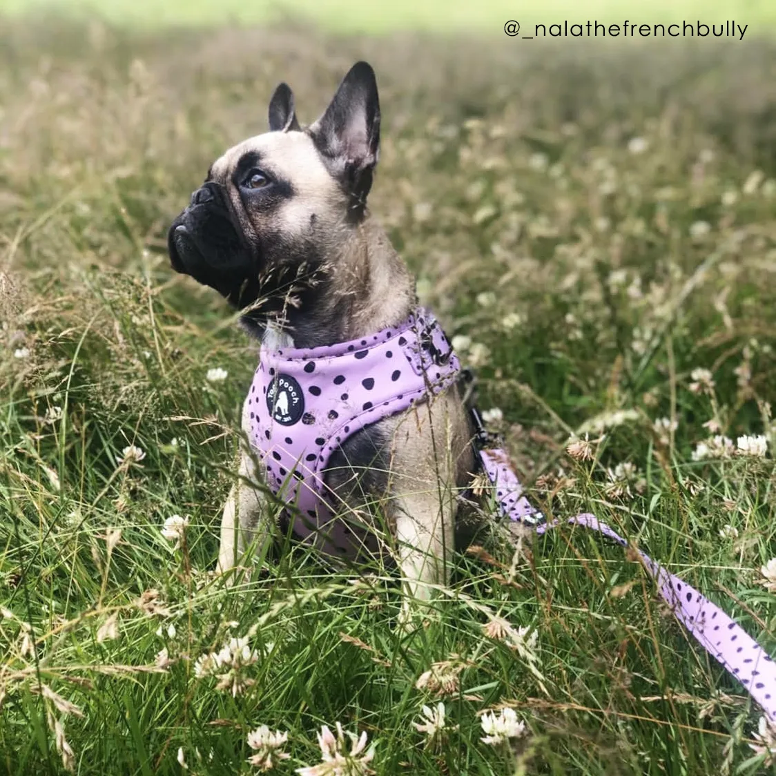 Animal Dog Harness - Lilac (Size L)