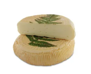 Venaco